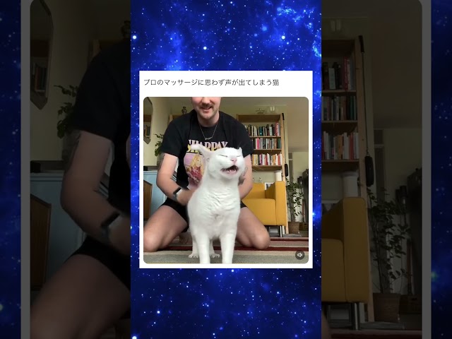 僕もマッサージされたら思わず声出ちゃいますよ #shorts #猫 #おすすめ