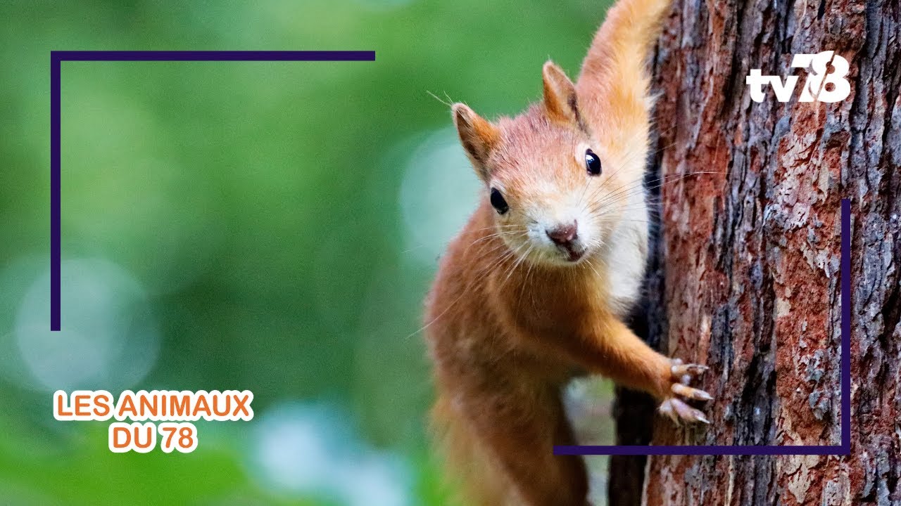 Les animaux du 78 : La Fondation Brigitte Bardot au secours des écureuils