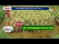 BPTకి ప్రత్యామ్నాయం మధ్యస్థ సన్నగింజ వరిరకాలు | Matti Manishi | 10TV  - 09:53 min - News - Video
