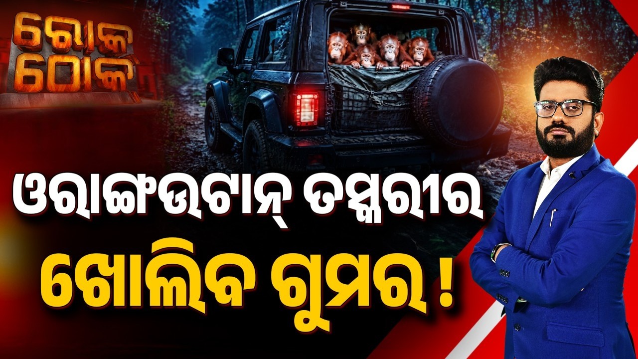 🔴Rok Thok Live | ଓରାଙ୍ଗଉଟାନ୍‌ ତସ୍କରୀର ଖୋଲିବ ଗୁମର ! | Orangutan Smuggling Racket In Odisha
