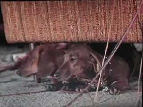 The Ugly Dachshund'