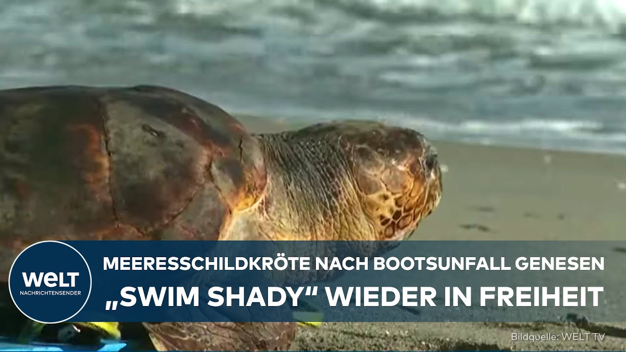 USA: Schildkröte nach Bootsunglück genesen - „Swim Shady“ zurück im Ozean