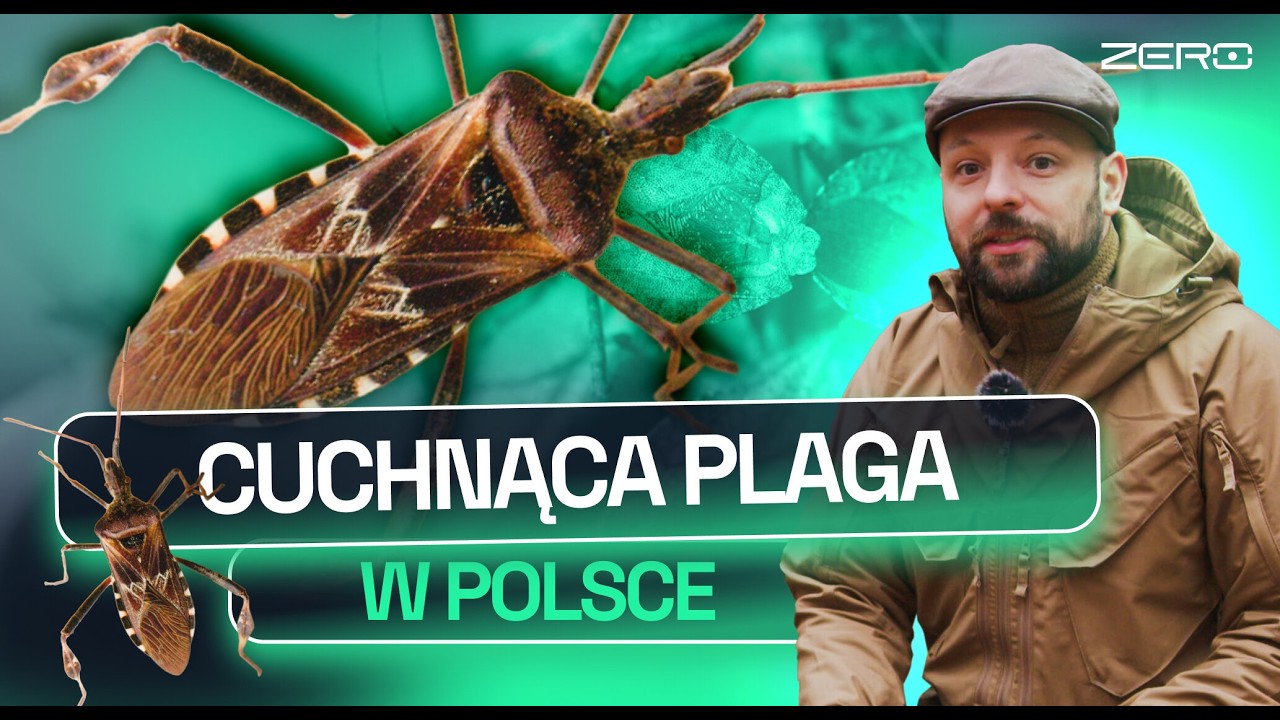 WTYK AMERYKAŃSKI – WCHODZI DO DOMÓW I ŚMIERDZI. CZY JEST GROŹNY? I GATUNEK ZERO #42