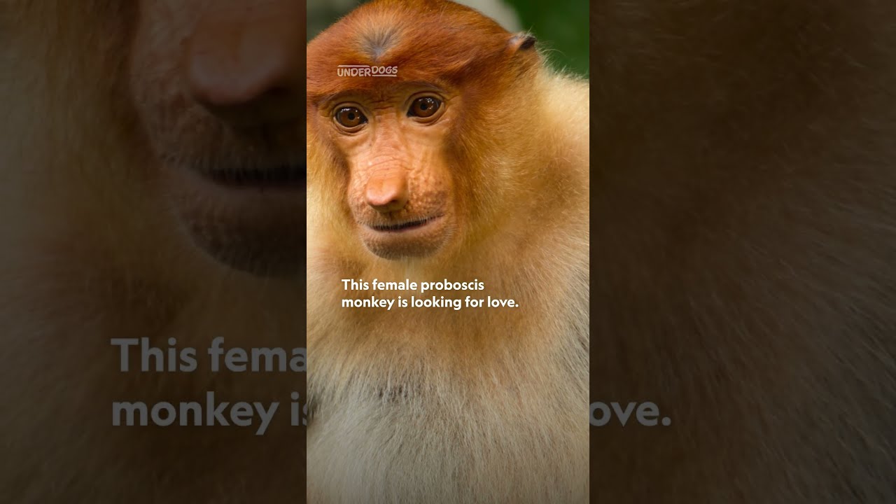 For proboscis monkeys, size DOES matter... apparently🐒👃 #Underdogs