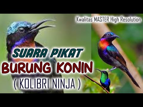 MP3 SUARA PIKAT BURUNG KONIN atau KOLIBRI NINJA yang JERNIH dan TERBUKTI AMPUH