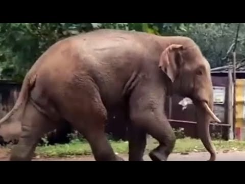 Gone viral: Wild elephant roams through Odisha town Gone viral: Wild elephant roams through Odisha town
