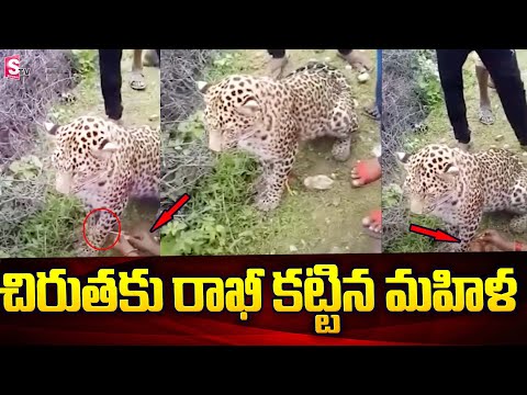 Woman ties rakhi to leopard, video shocks netizens Woman ties rakhi to leopard, video shocks netizens