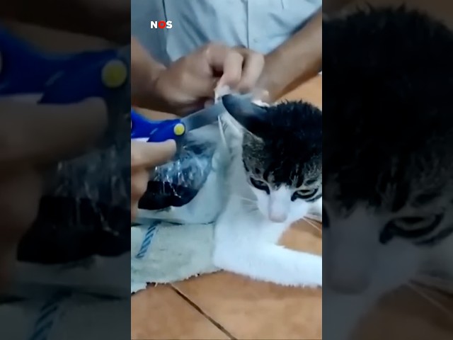 Bewakers vangen kat, volgeplakt met pakjes drugs #shorts #jeugdjournaal