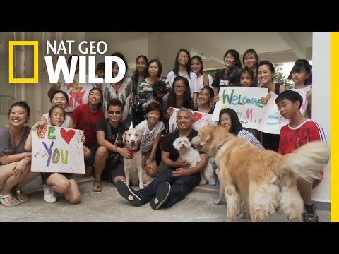Cesar Millan: The Real Story'