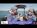 Exploring the popularity of kelp and its benefits for people and the environment  - 04:32 min - News - Video