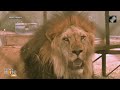 From Argentina to India: Feline Rescue Mission at Vantara Sanctuary | News9  - 03:16 min - News - Video