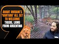 From Argentina to India: Feline Rescue Mission at Vantara Sanctuary | News9