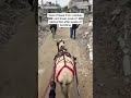 Donkey cart tour in Gaza shows scale of destruction  - 00:40 min - News - Video