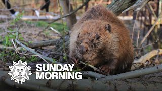 Beavers: A rodent success story