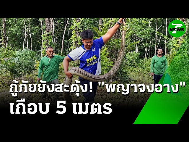 กู้ภัยยังสะดุ้ง เจอ "พญาจงอาง" 5 เมตร | 18 ก.ค. 68 | ห้องข่าวหัวเขียว