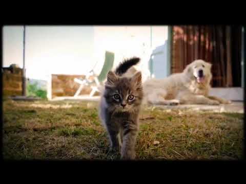 Property video