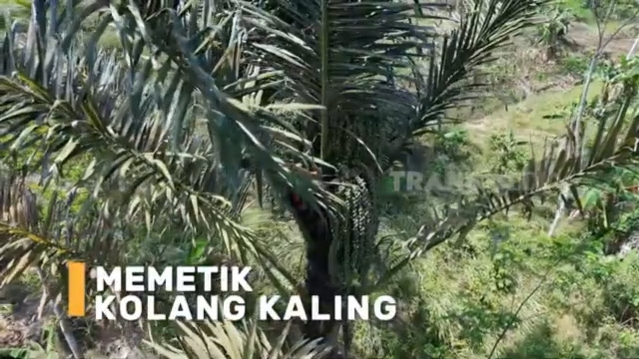 Memetik Kolang Kaling | SI BOLANG (28/08/24)