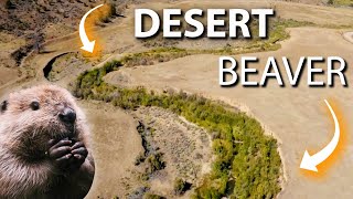How Beavers Are Restoring Wetlands in North American Deserts!