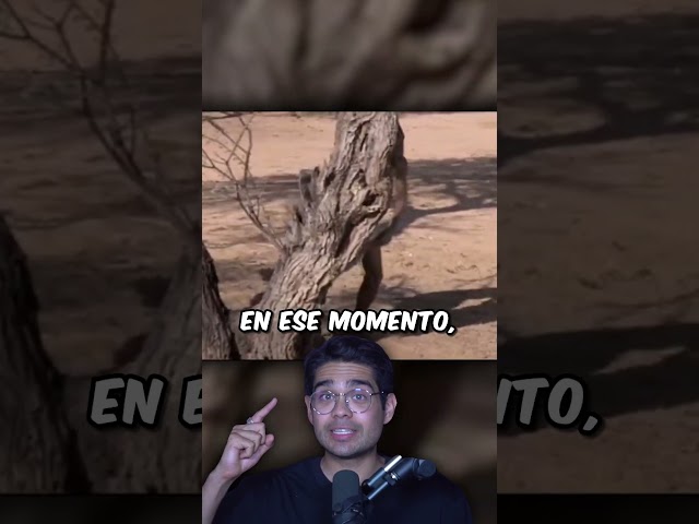 Cazador Engaña Mono Para Encontrar Agua  #tonyfranco #curiosidades #shorts