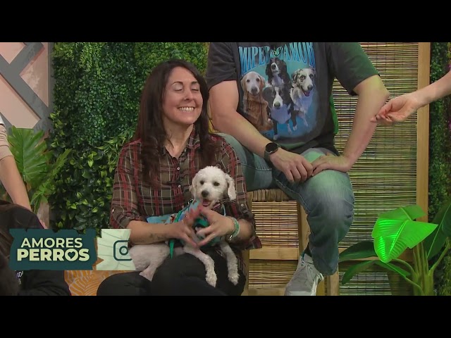 Animales en la infancia ¿Si o no? - Amores Perros