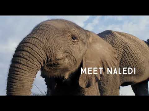 Naledi: A Baby Elephant's Tale'