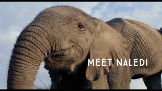 Naledi: A Baby Elephant's Tale (