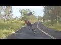 Viral video: Kangaroo crashes into cyclist in Queensland