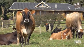 Fazenda Curucaca Jersey - Leite e Genética com gado Jersey de qualidade - TV JERSEY - PGM #55