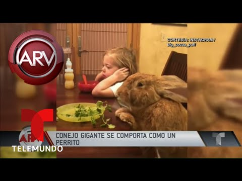 Conejo gigante se comporta como un perro | Al Rojo Vivo | Telemundo