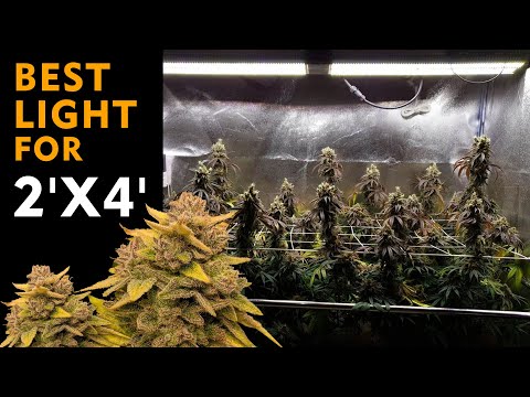 Best LED grow lights for 2X4 grow tent from Mars Hydro!