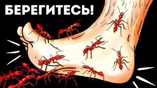 14 опасных насекомых, которые могут ползать у вас под ногами прямо сейчас!