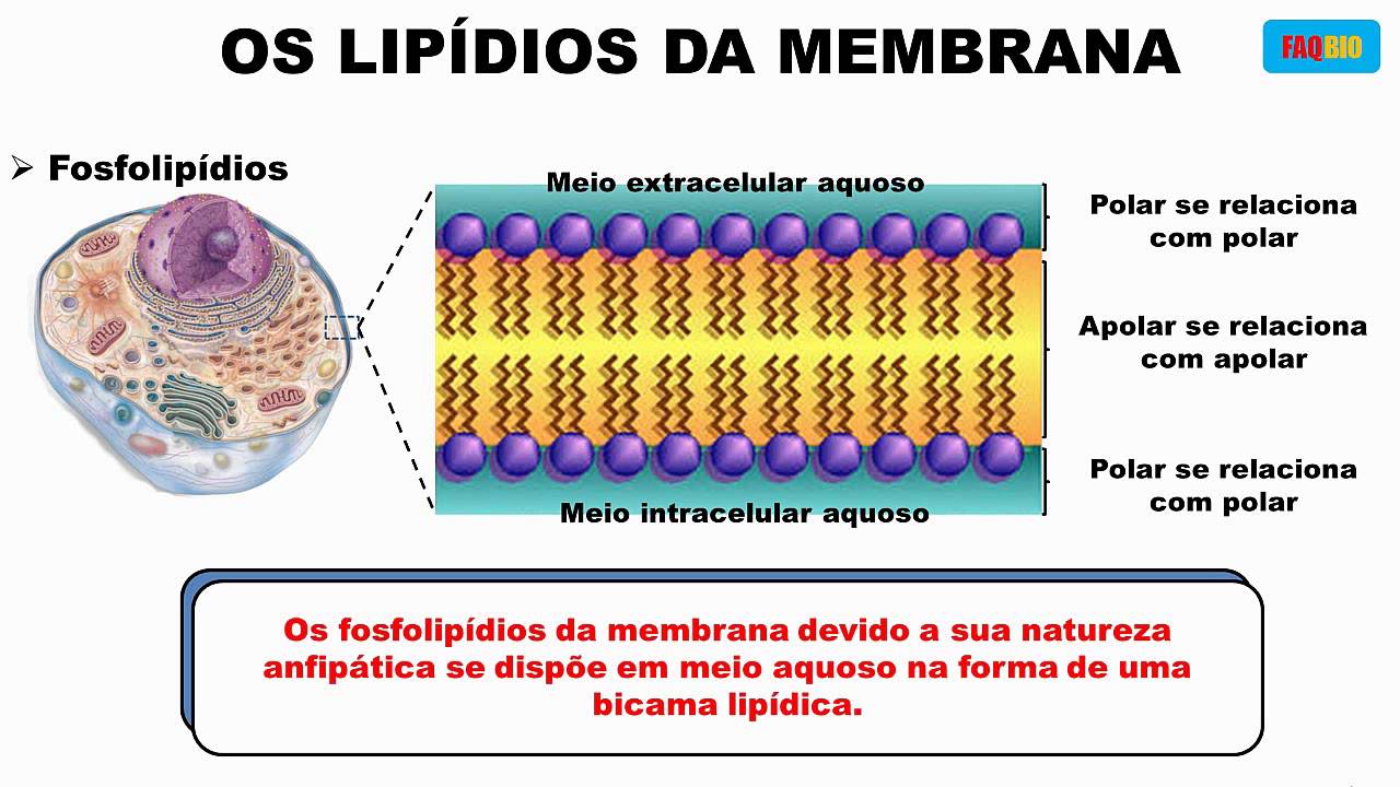 Constituição E Estrutura Da Membrana Celular Youtube