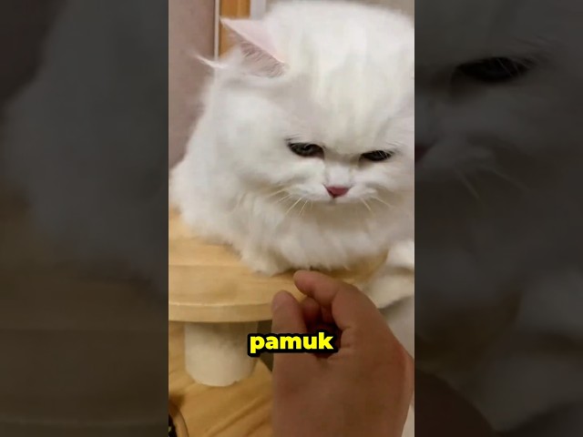 düşman kediyi yakalandım 😂🐱