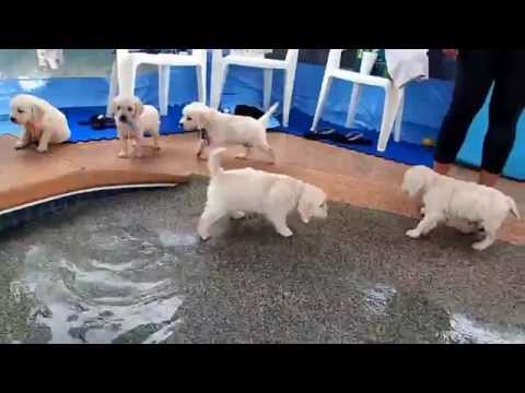 Прв пат во животот кученцата го открија пливањето