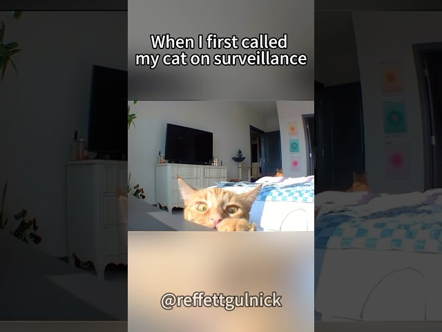 When l first called my cat on surveillance. #funny #monitoring #cat#cats#catlovers #catsoftiktok