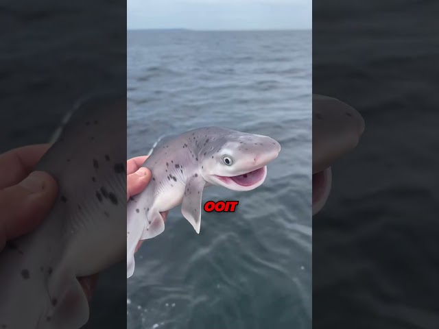 Raak nooit een babyhaai aan 😨