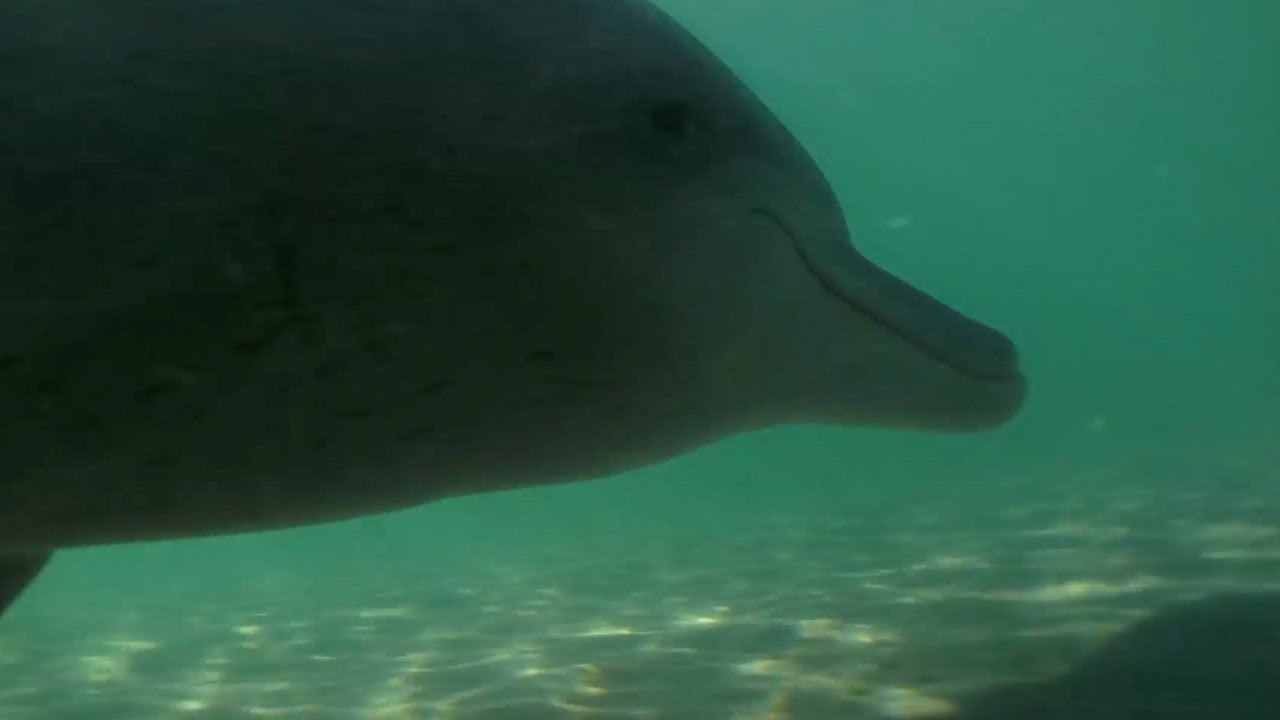 Samu the Baby Dolphin | Dolphins of Shark Bay | BBC Earth