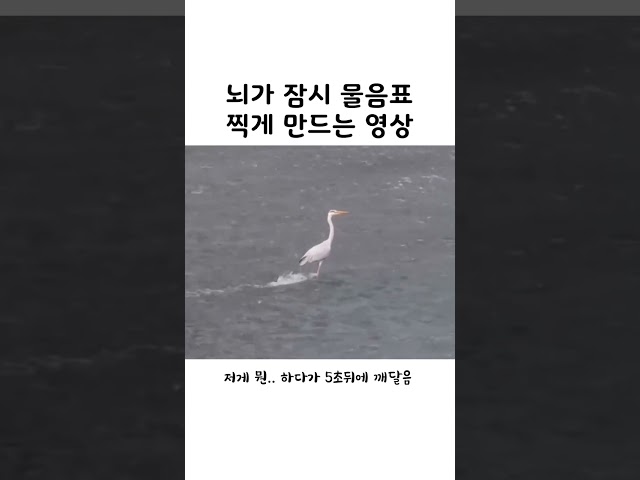 뇌가 잠시 물음표 찍게 만든는 영상