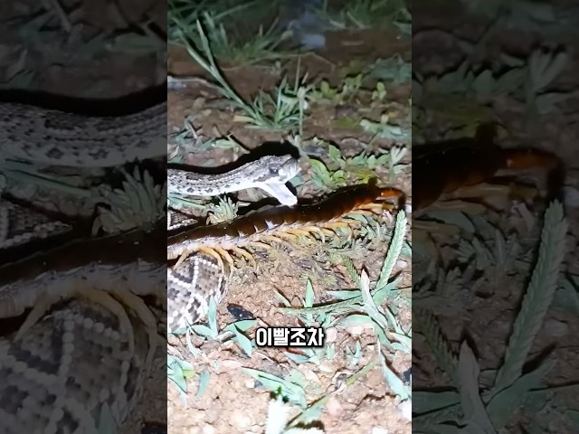 물린 방울뱀, 반격에 나섰습니다