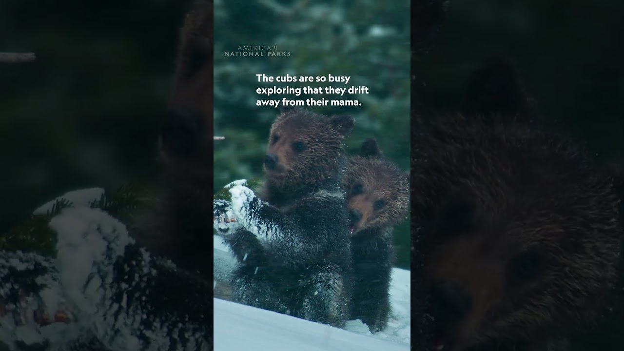 Grizzly cubs have a lot of learning to do 🐻❄️ #AmericasNationalParks