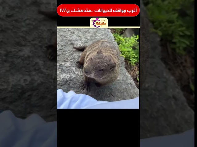 أغرب مواقف للحيوانات .. هتدهشك ج178
