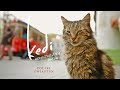 KEDI SEKRETNE ŻYCIE KOTÓW