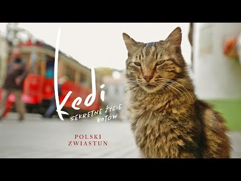 Kadr z filmu KEDI SEKRETNE ŻYCIE KOTÓW