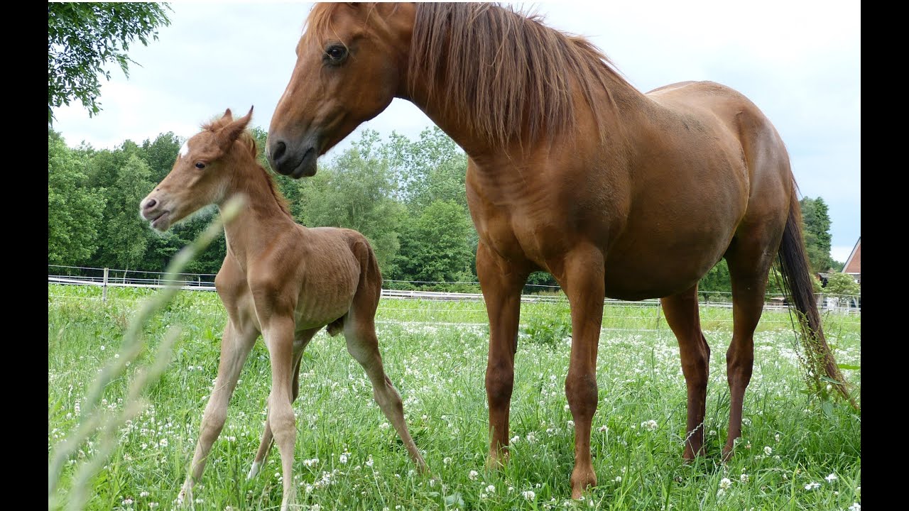 Newborn foal - YouTube