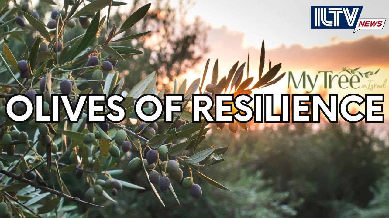 Olive Groves Thrive in Israel’s North Despite War