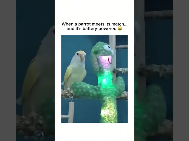 Subscribe for more inspiring content!#viralanimals #parrots #funnybird