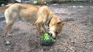 ブロッコリーを食べる犬  