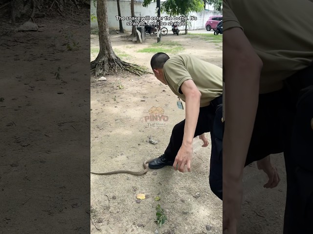 ท่ายาก 🐍😱 #ห้ามทำตาม #งูเห่า #cobra #งู #อสรพิษ #กลัวงู #ภิญโญคนจับงู #มือปราบอสรพิษ #snake