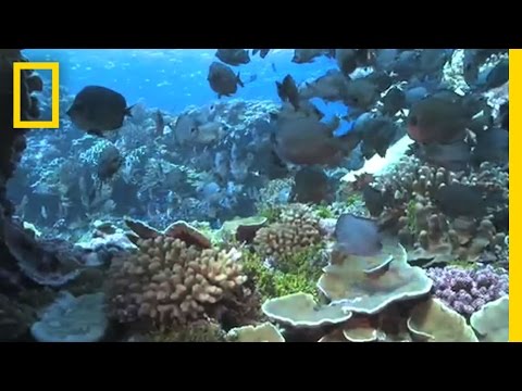 Journey to Shark Eden'