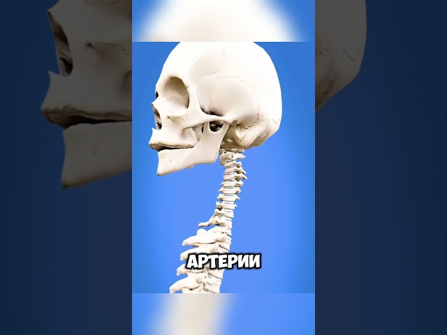 Что нужно чтобы была такая шея? @zackdfilms